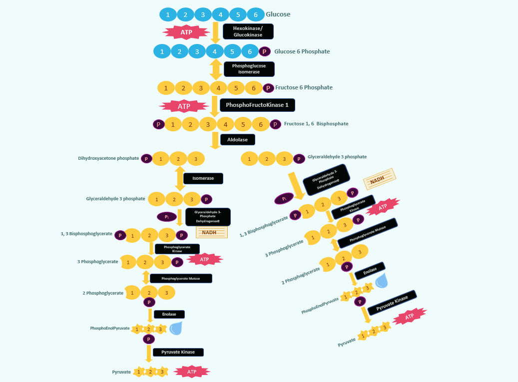 Glycolysis